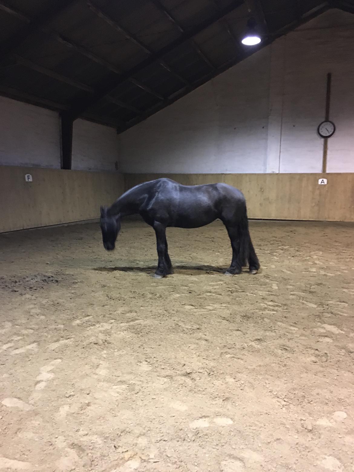 Frieser Tjitske maaike billede 7