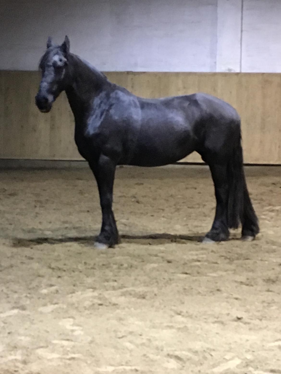 Frieser Tjitske maaike billede 8