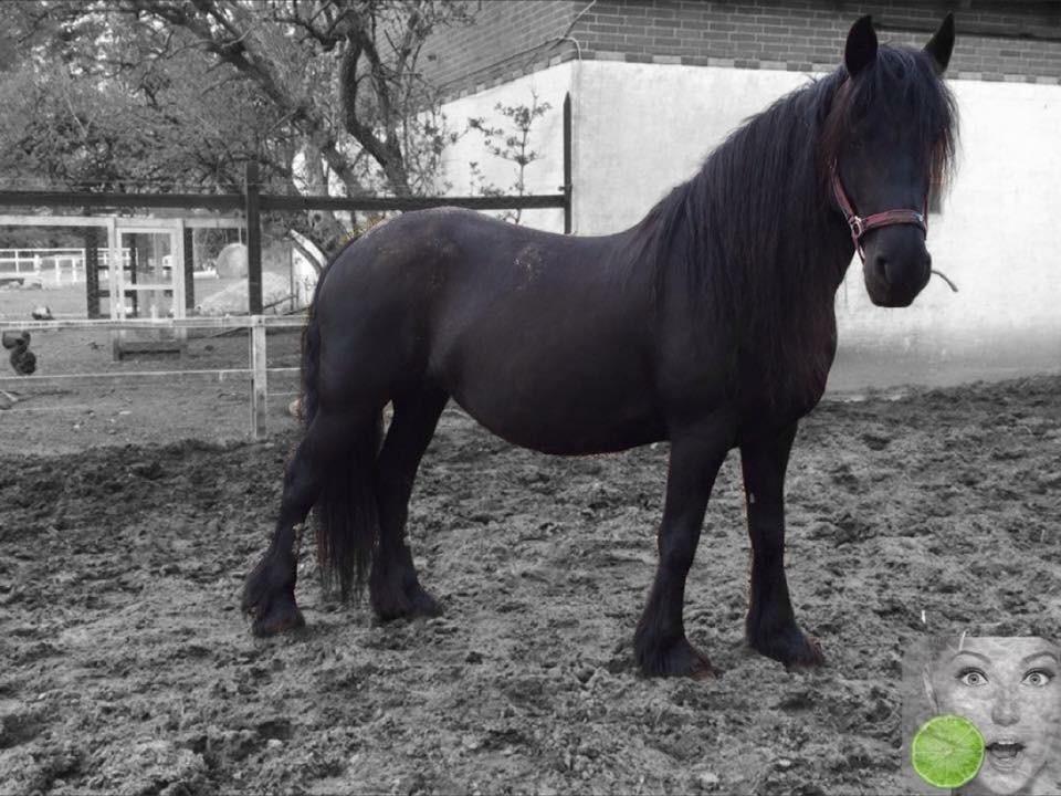 Frieser Victoria D { R.I.P 06-07-16} SAVNET MEGET <3 billede 1