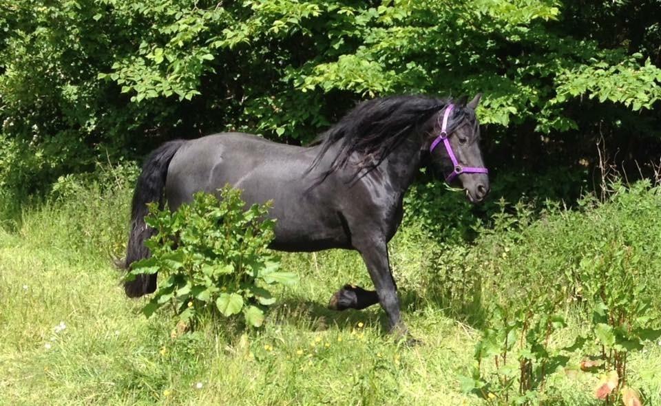 Frieser Victoria D { R.I.P 06-07-16} SAVNET MEGET <3 billede 3