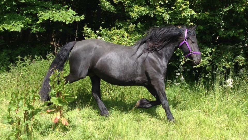 Frieser Victoria D { R.I.P 06-07-16} SAVNET MEGET <3 billede 4