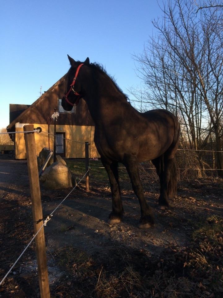 Frieser Victoria D { R.I.P 06-07-16} SAVNET MEGET <3 billede 10