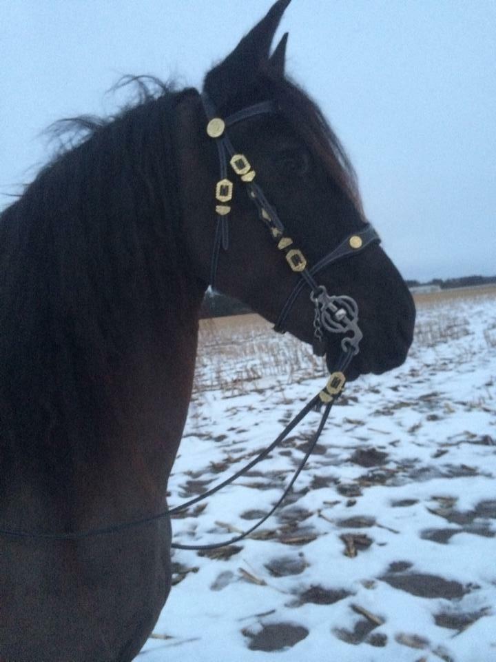 Frieser Victoria D { R.I.P 06-07-16} SAVNET MEGET <3 billede 12