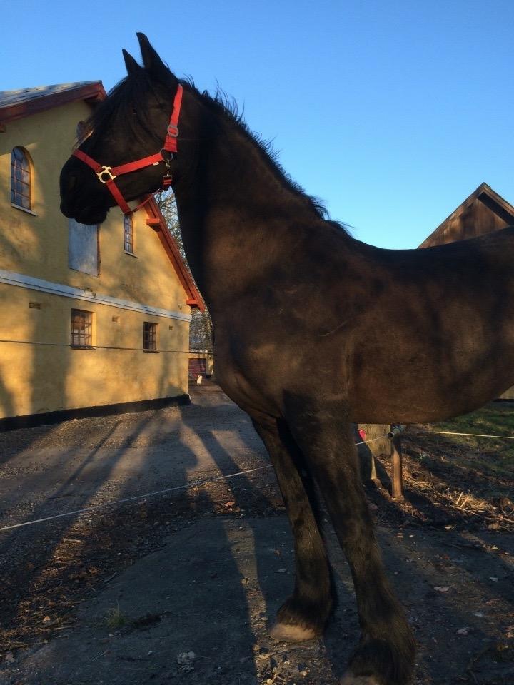 Frieser Victoria D { R.I.P 06-07-16} SAVNET MEGET <3 billede 11