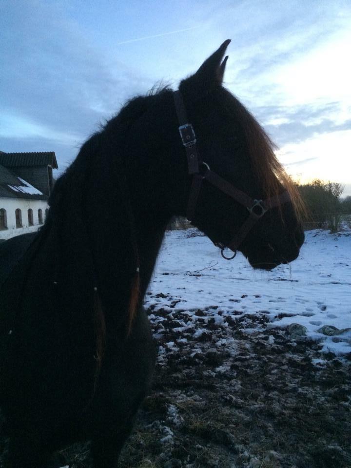 Frieser Victoria D { R.I.P 06-07-16} SAVNET MEGET <3 billede 13