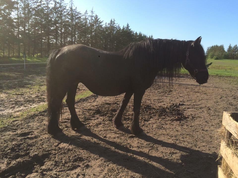 Frieser Victoria D { R.I.P 06-07-16} SAVNET MEGET <3 billede 15