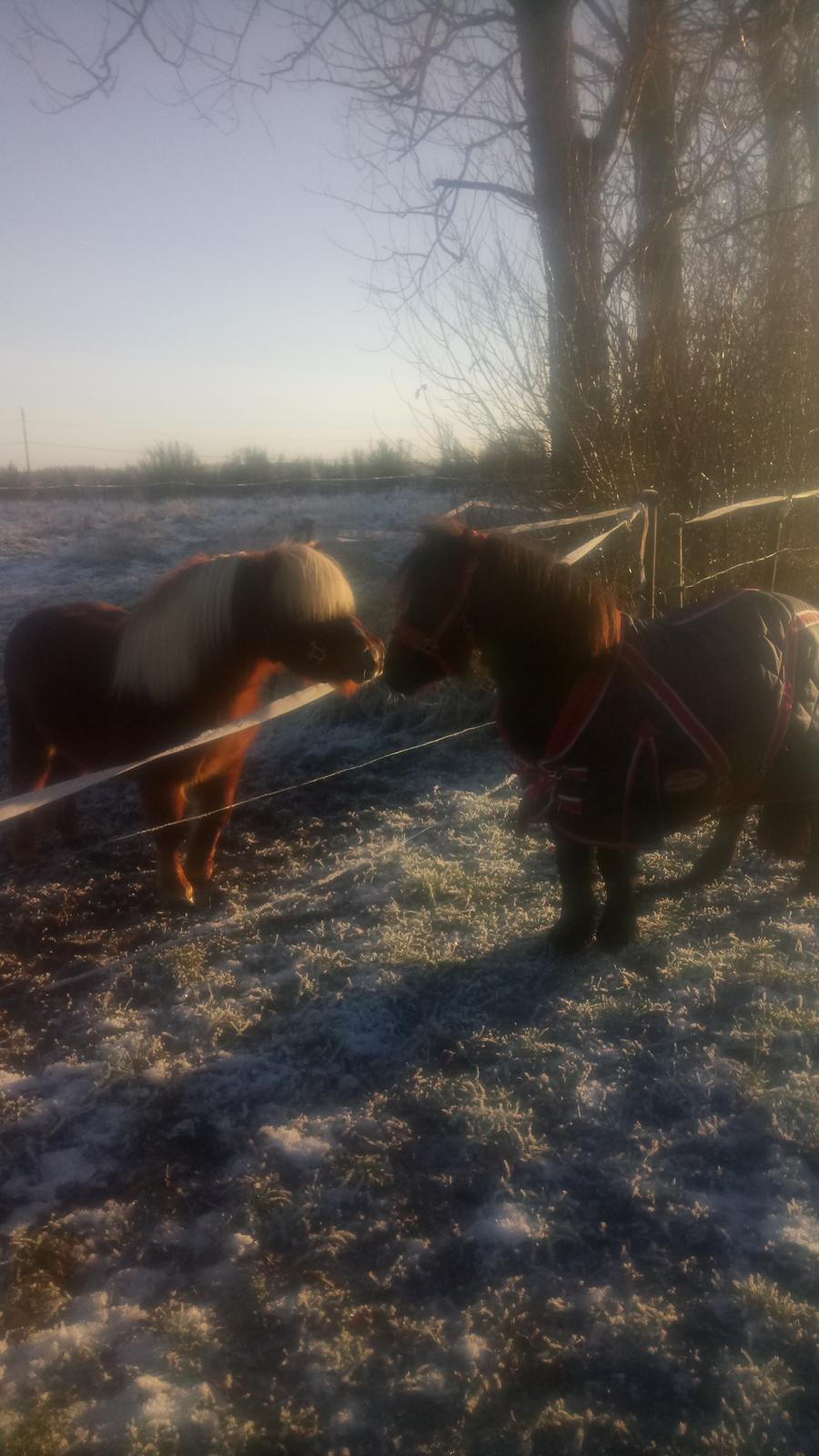 Shetlænder Lukas  himmel hest billede 1