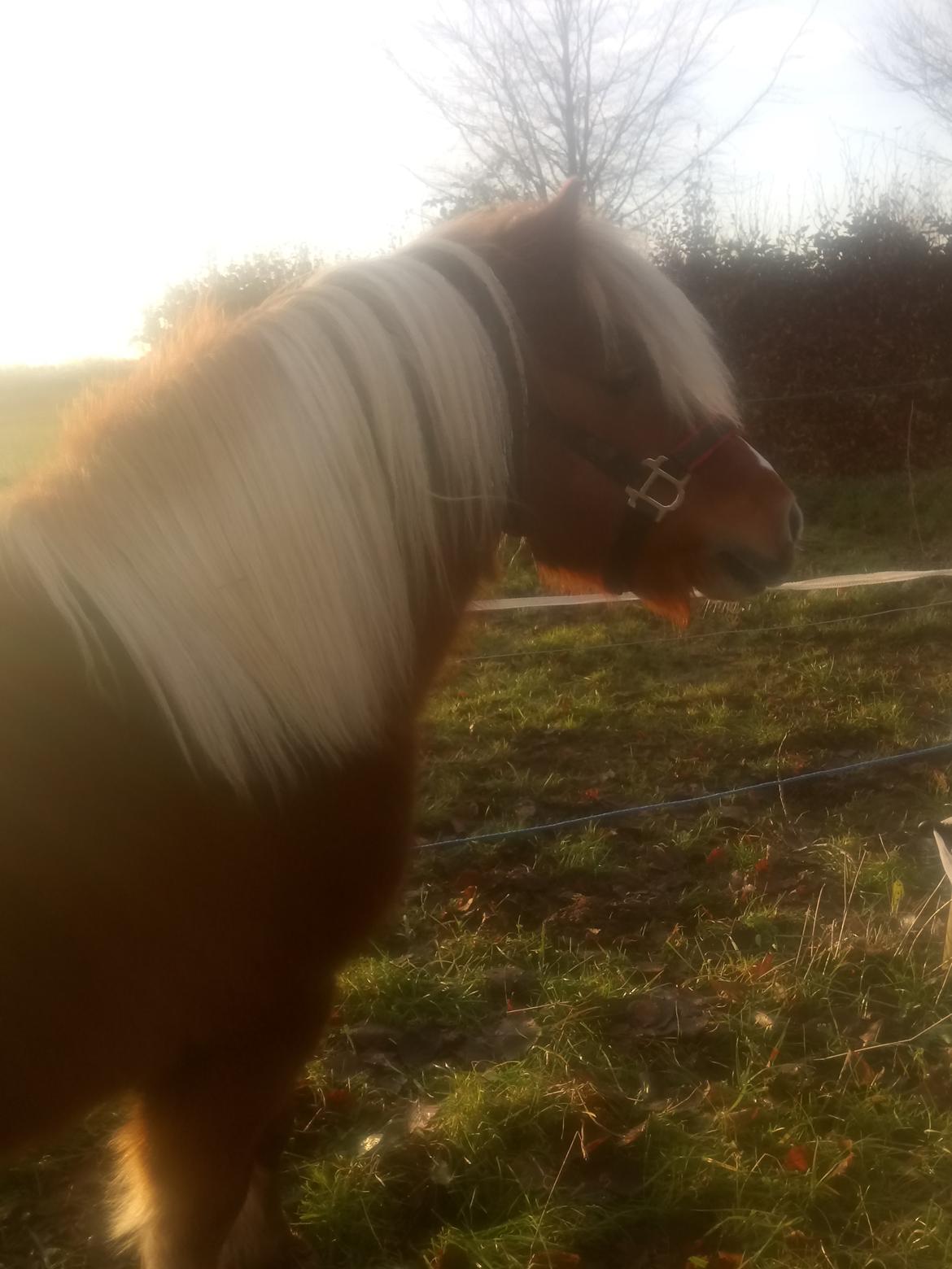 Shetlænder Lukas  himmel hest billede 3