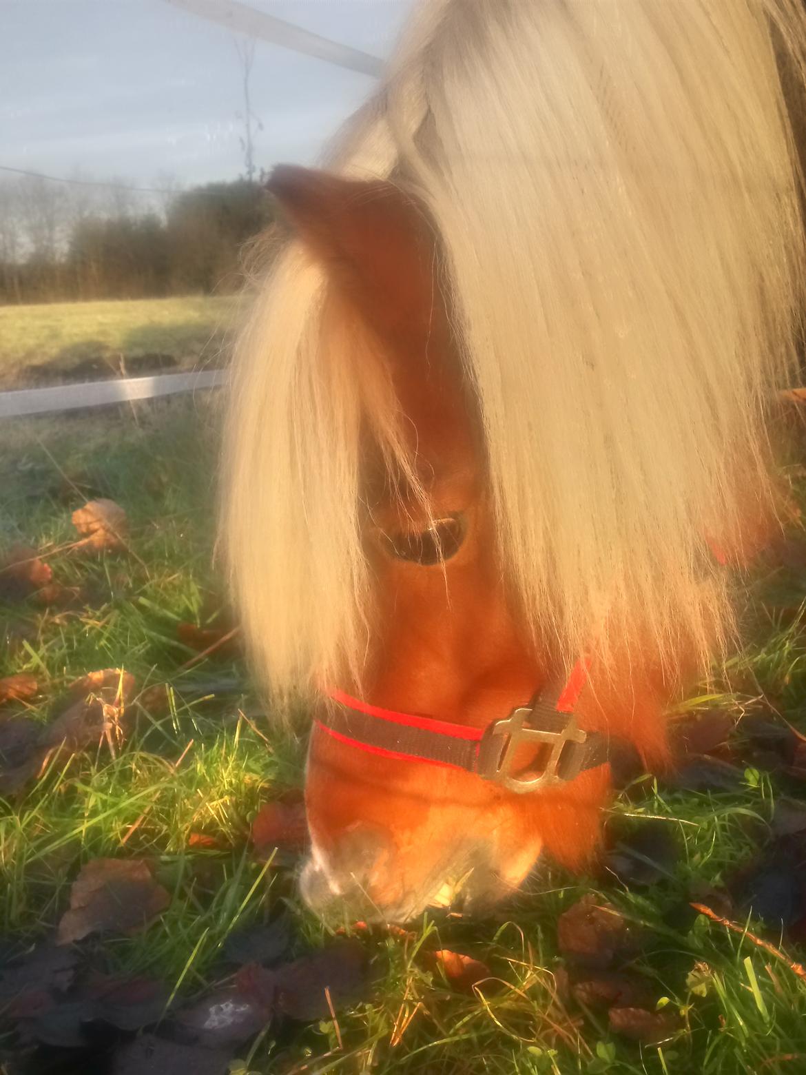 Shetlænder Lukas  himmel hest billede 2