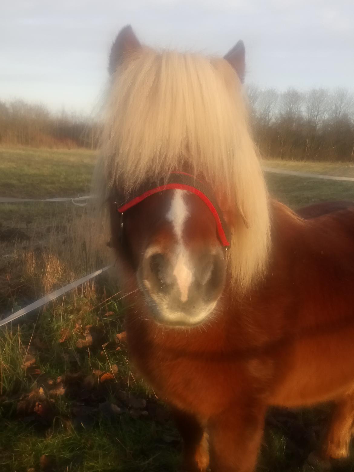 Shetlænder Lukas  himmel hest billede 5