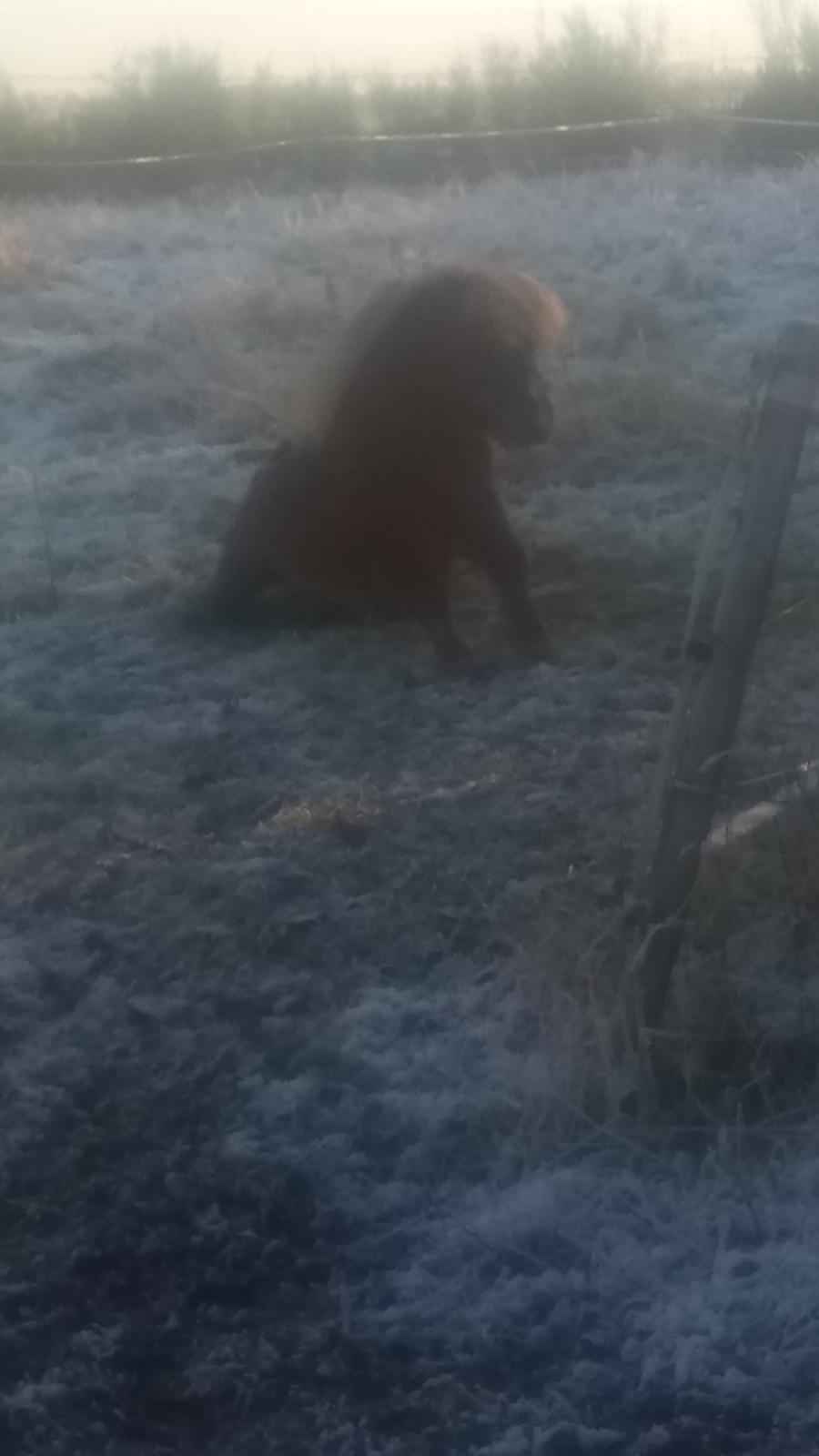 Shetlænder Lukas  himmel hest billede 4