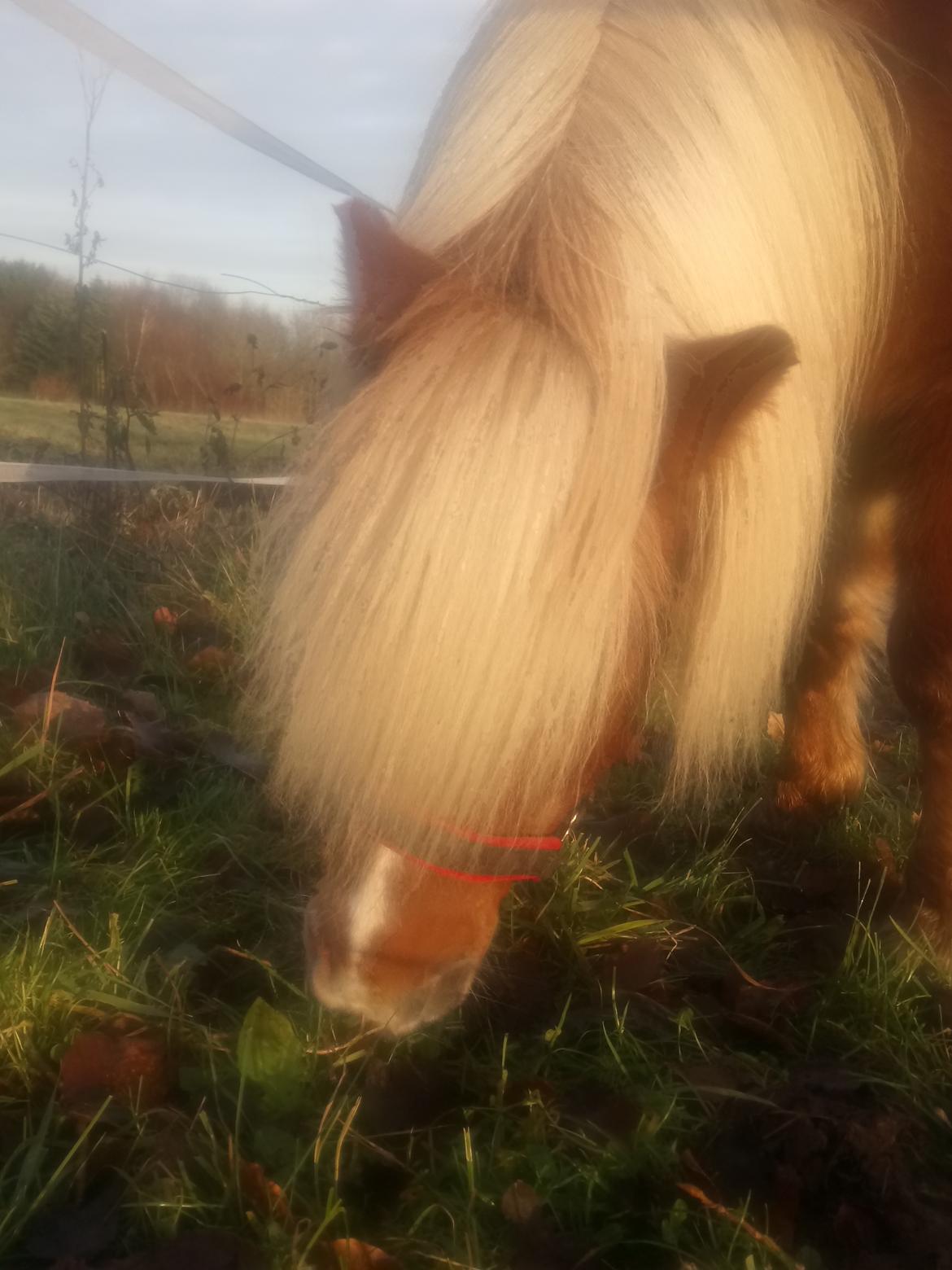 Shetlænder Lukas  himmel hest billede 7