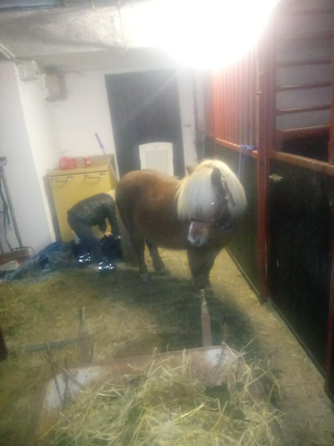 Shetlænder Lukas  himmel hest billede 8