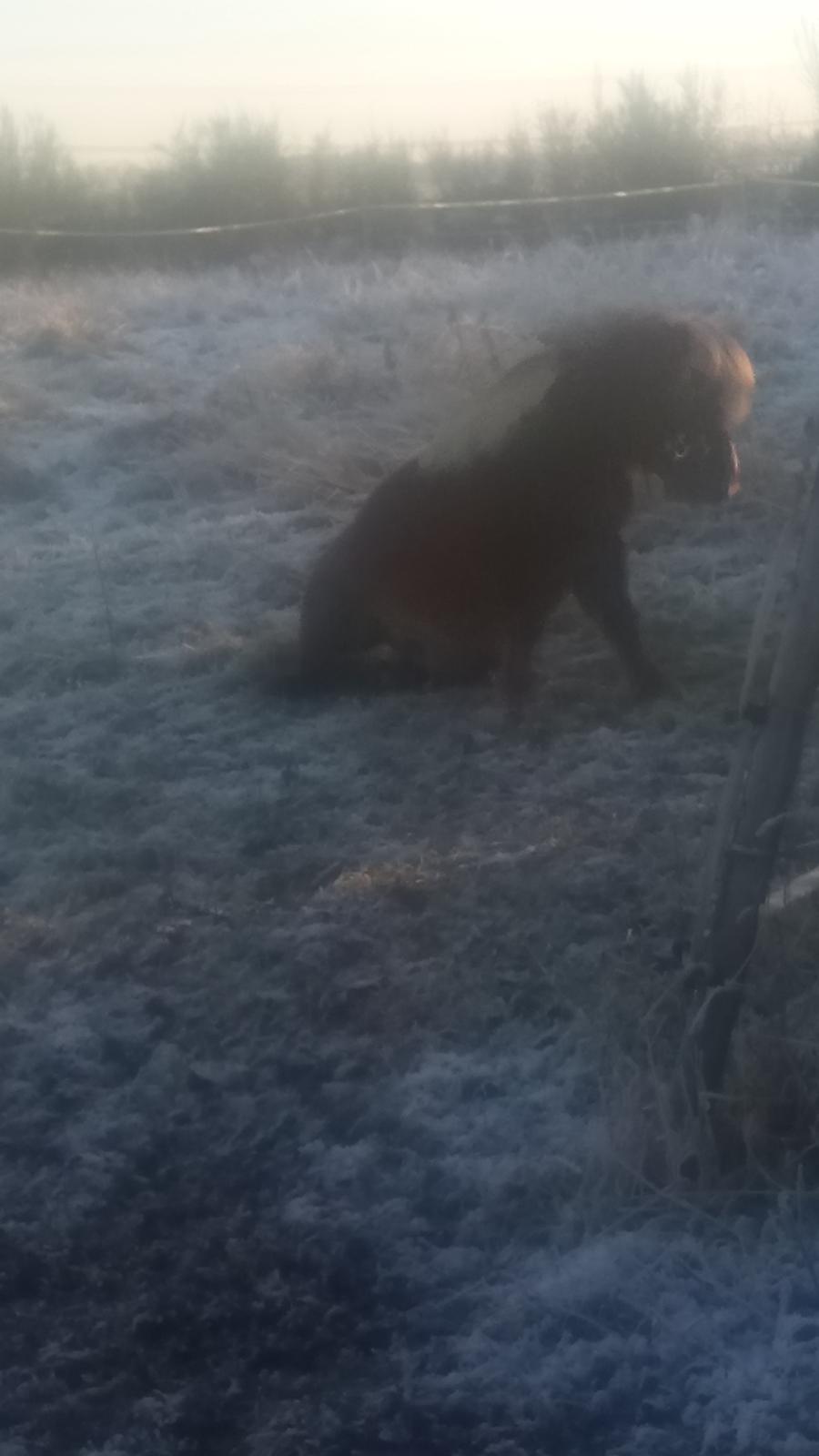 Shetlænder Lukas  himmel hest billede 9