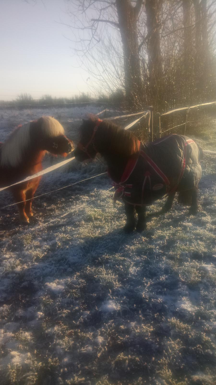 Shetlænder Lukas  himmel hest billede 10