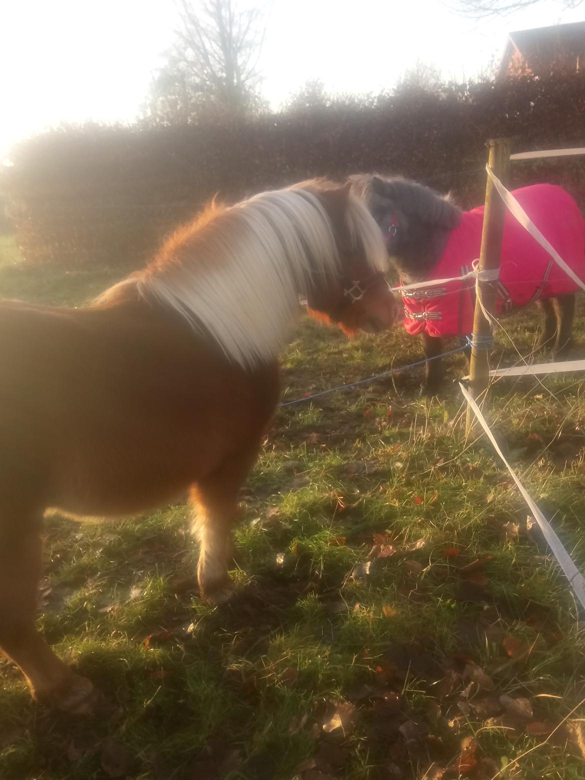 Shetlænder Lukas  himmel hest billede 6