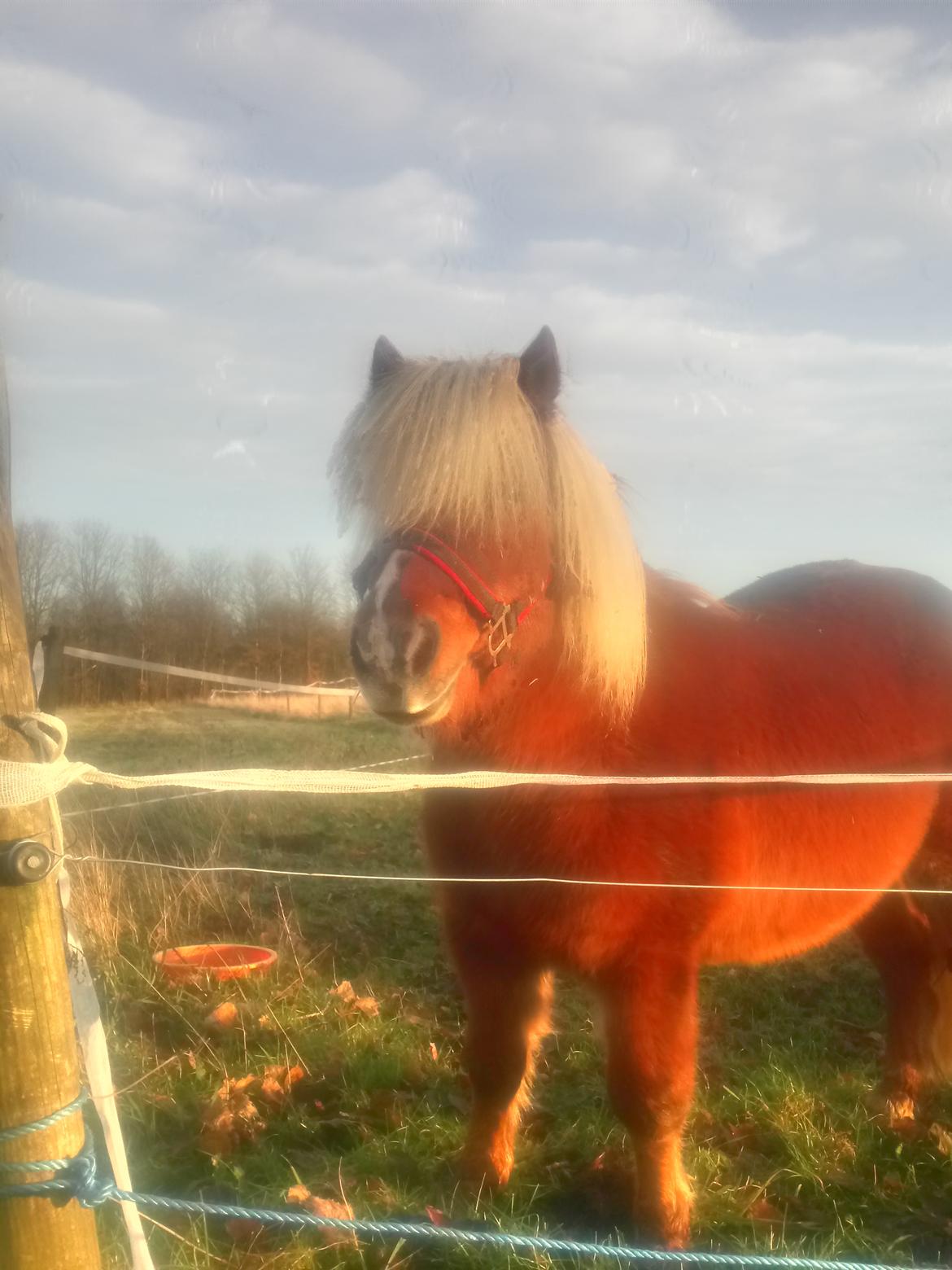 Shetlænder Lukas  himmel hest billede 12