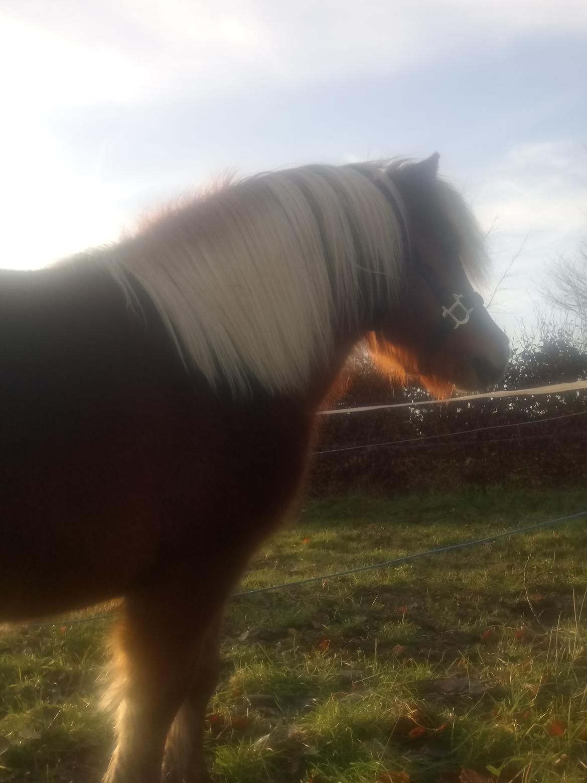 Shetlænder Lukas  himmel hest billede 11