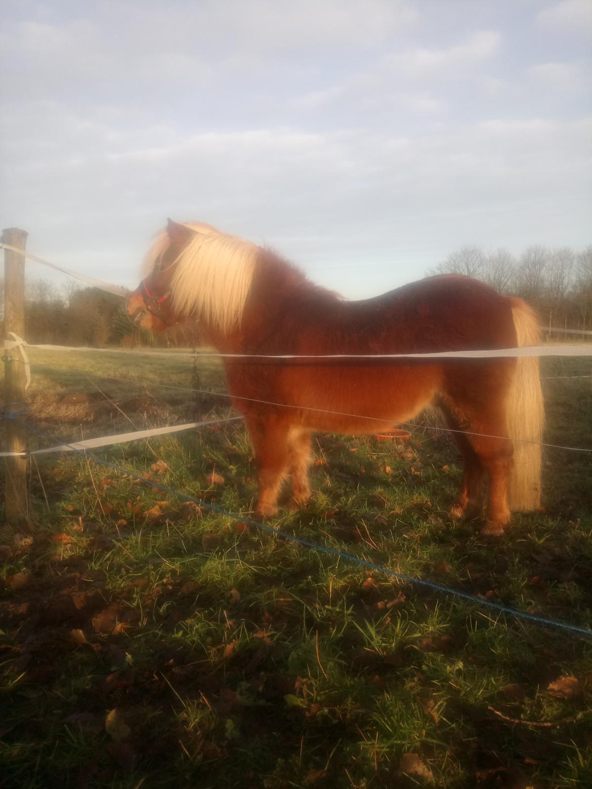 Shetlænder Lukas  himmel hest billede 14