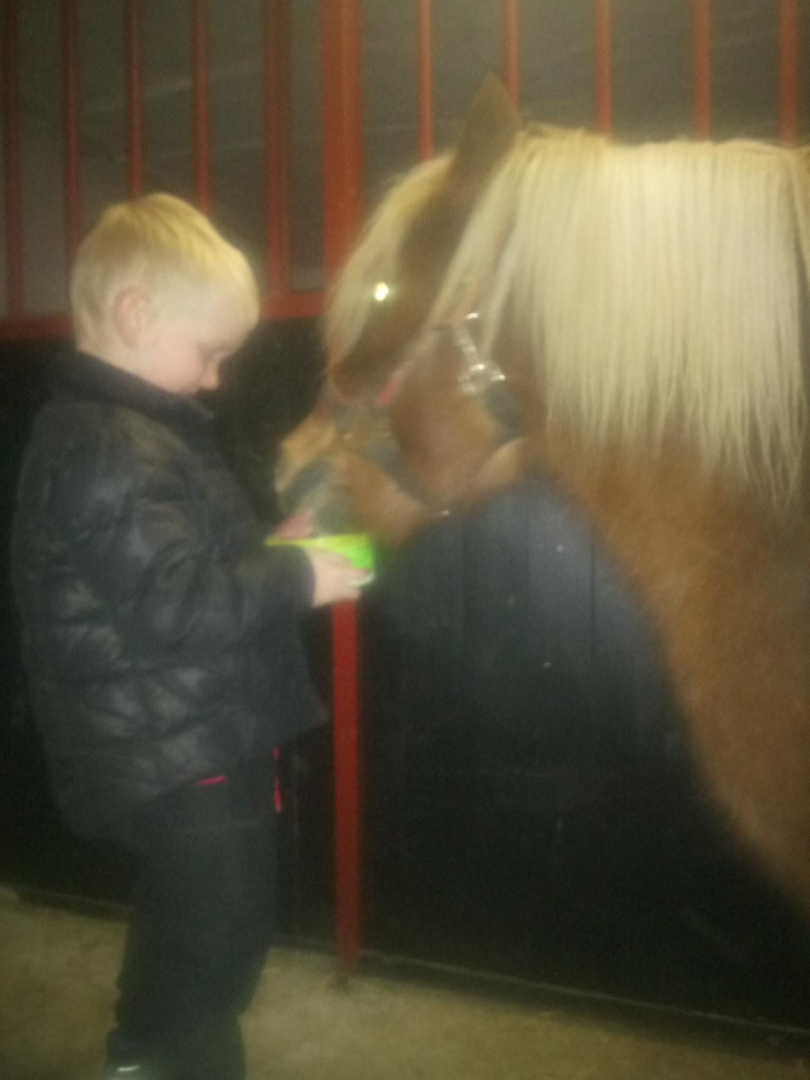 Shetlænder Lukas  himmel hest billede 13