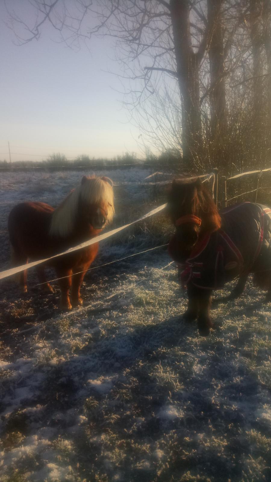 Shetlænder Lukas  himmel hest billede 16