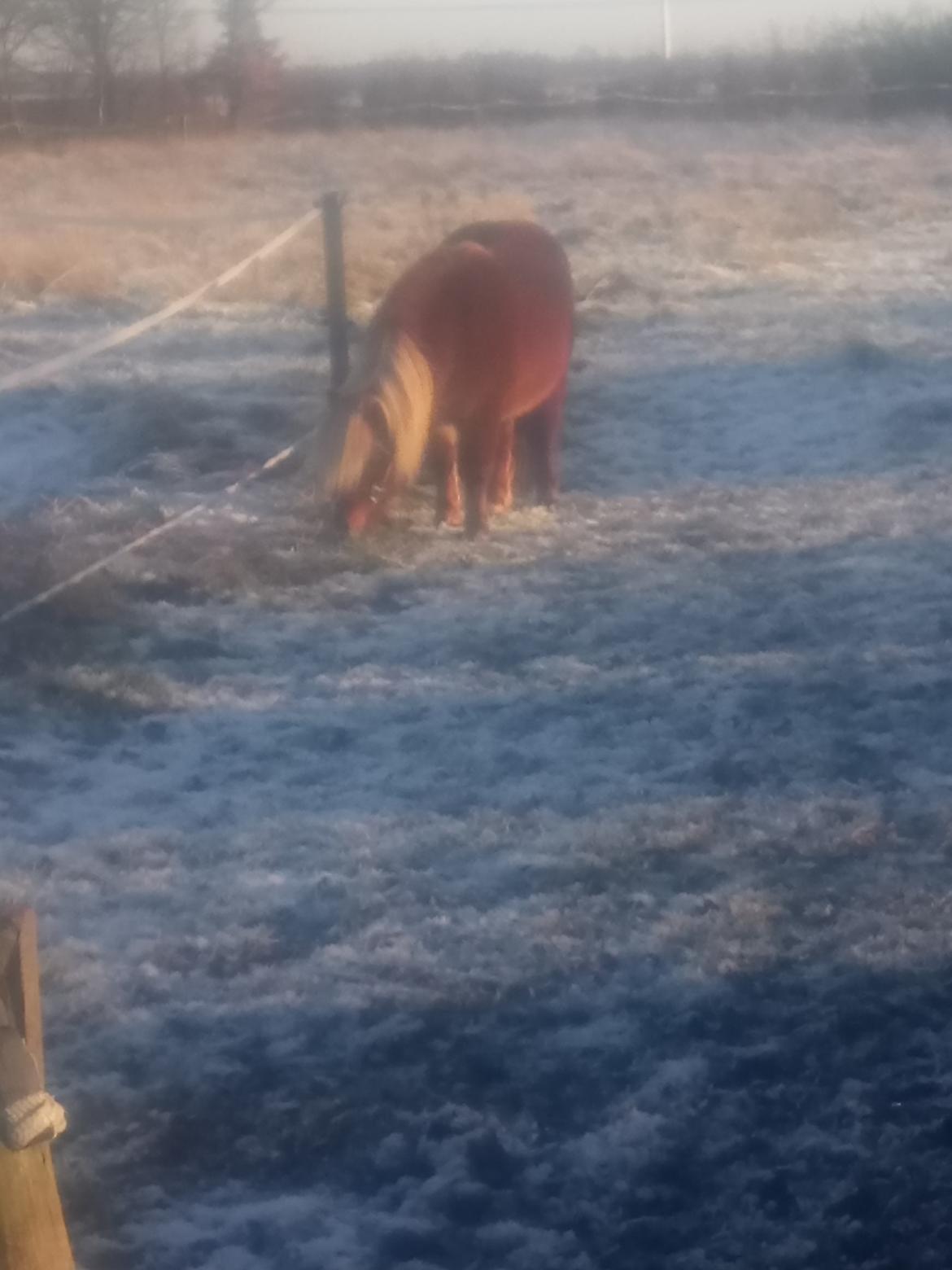 Shetlænder Lukas  himmel hest billede 15