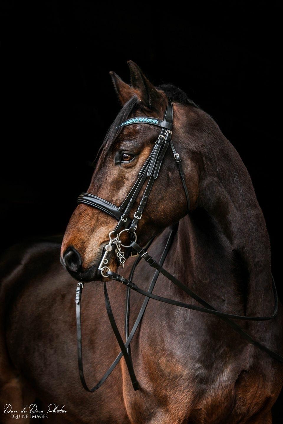 Dansk Varmblod Mølkroggårds Charlatan billede 1