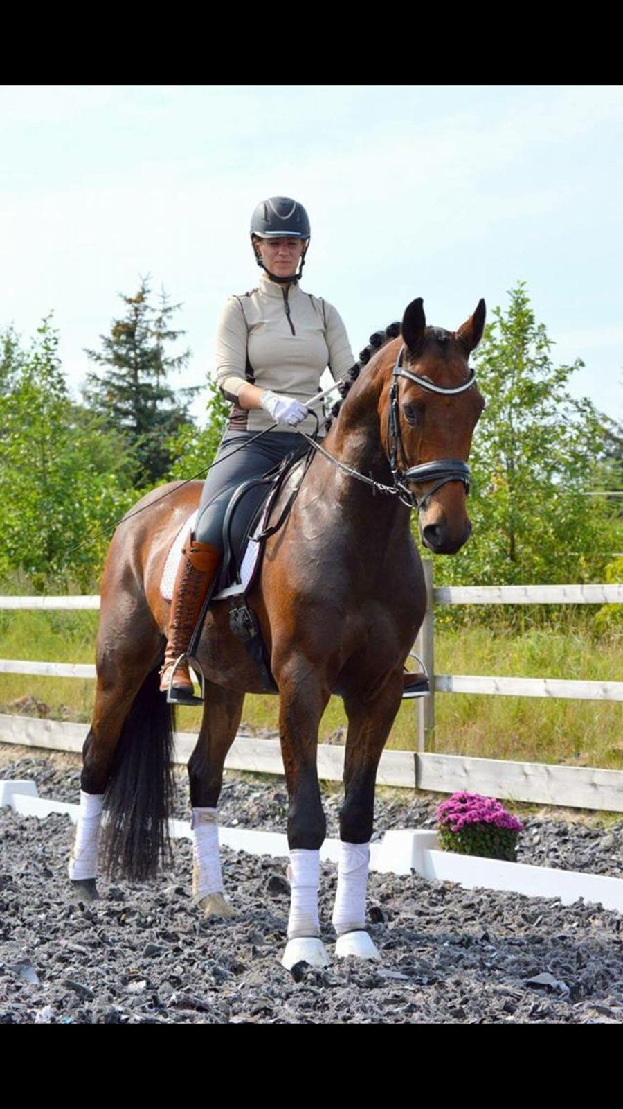 Dansk Varmblod Mølkroggårds Charlatan billede 2