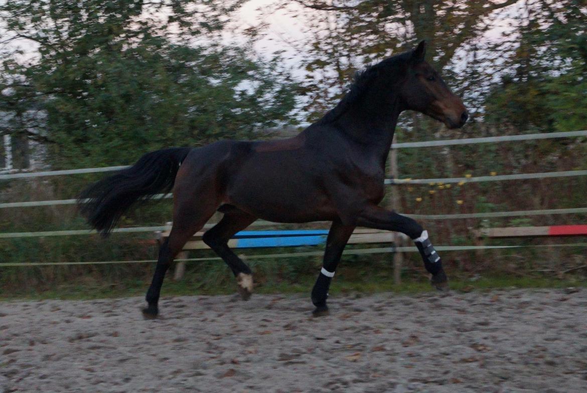 Dansk Varmblod Mølkroggårds Charlatan billede 4