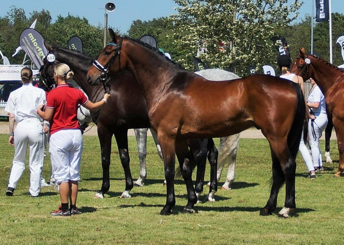 Dansk Varmblod Mølkroggårds Charlatan billede 5
