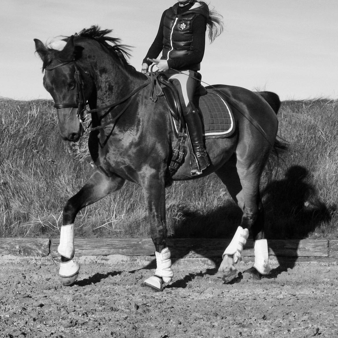 Dansk Varmblod Mølkroggårds Charlatan billede 6