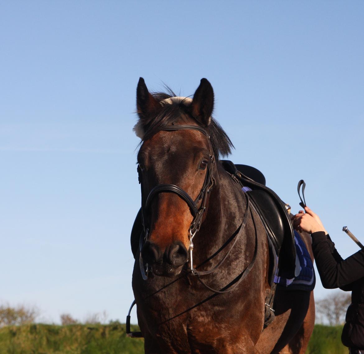 Dansk Varmblod Mølkroggårds Charlatan billede 7