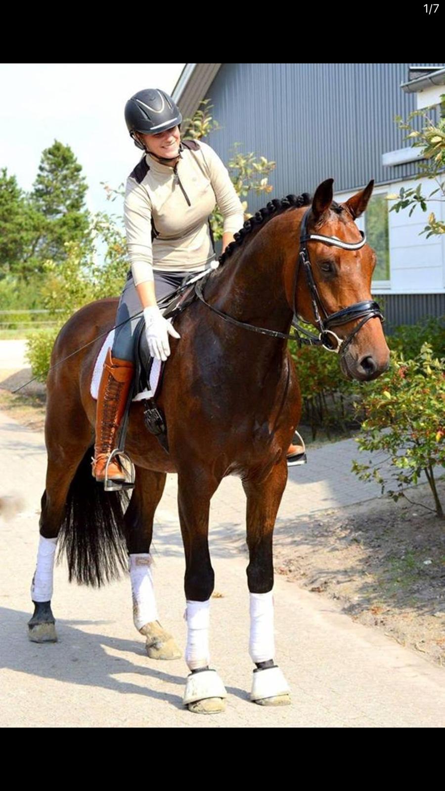 Dansk Varmblod Mølkroggårds Charlatan billede 3