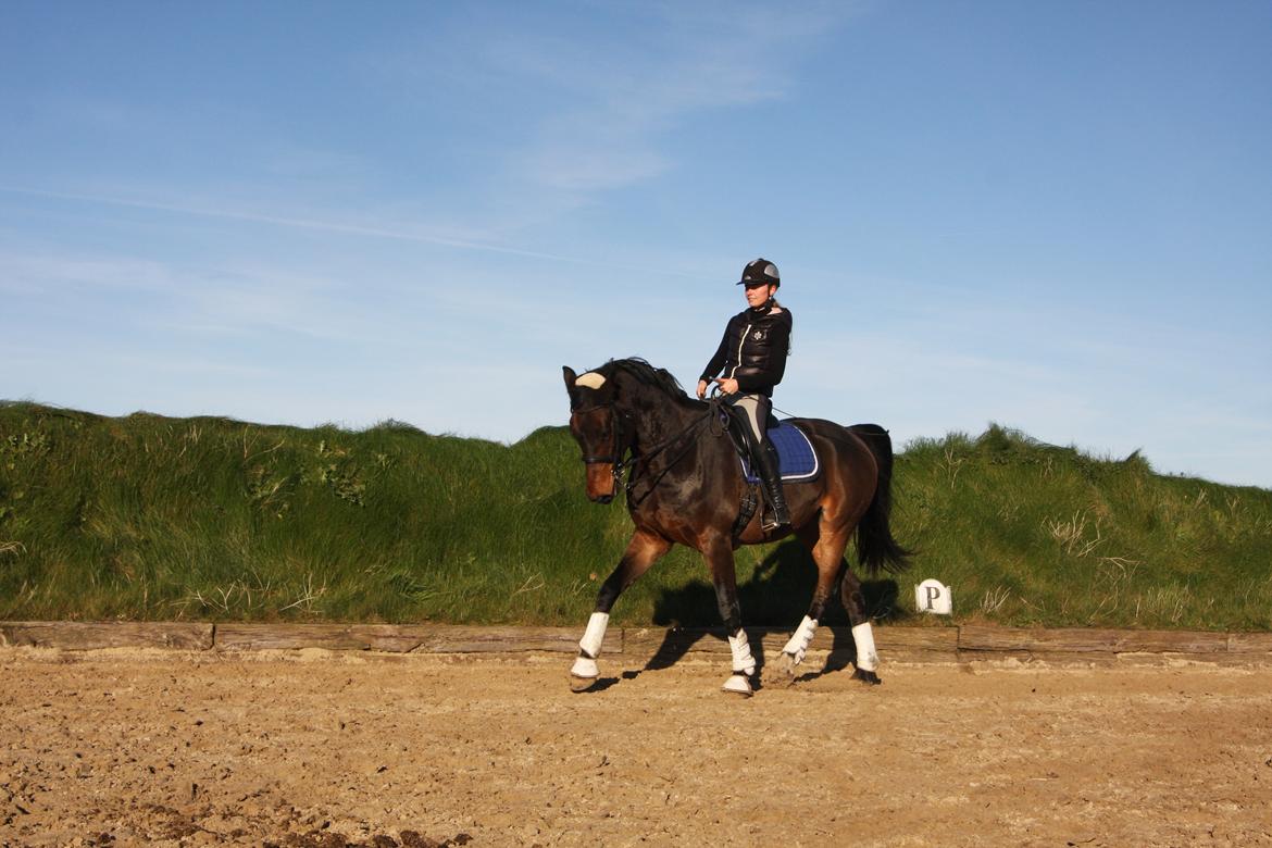 Dansk Varmblod Mølkroggårds Charlatan billede 8