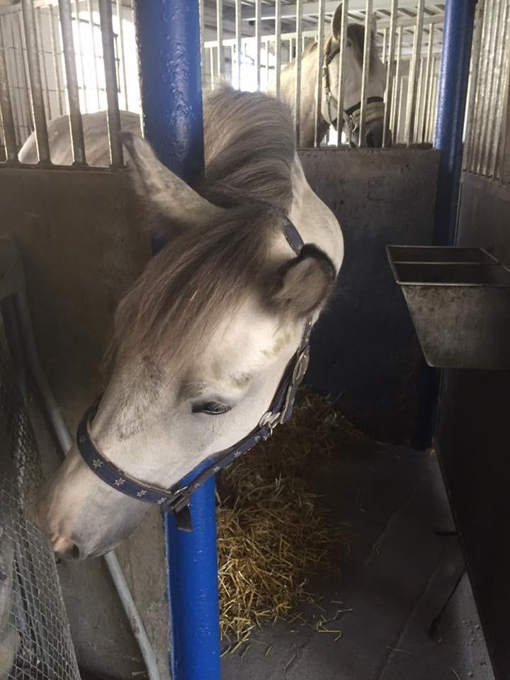 Anden særlig race Spice billede 20