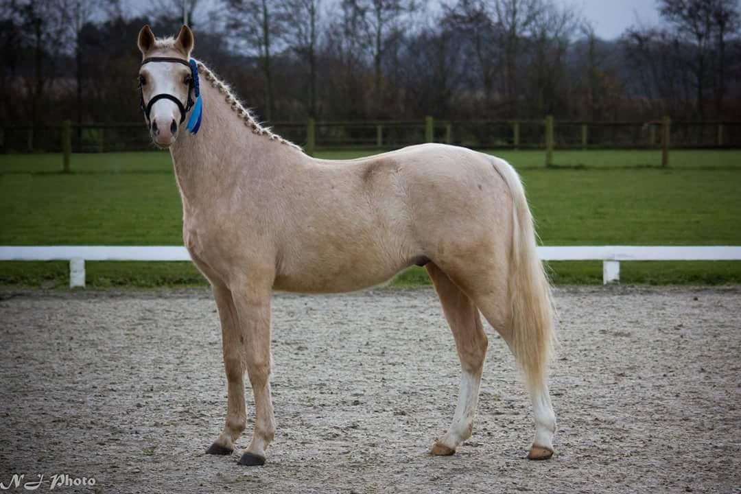 Welsh Partbred (Sec F) Mosedalens Amazing Gold (Gulddreng) billede 3