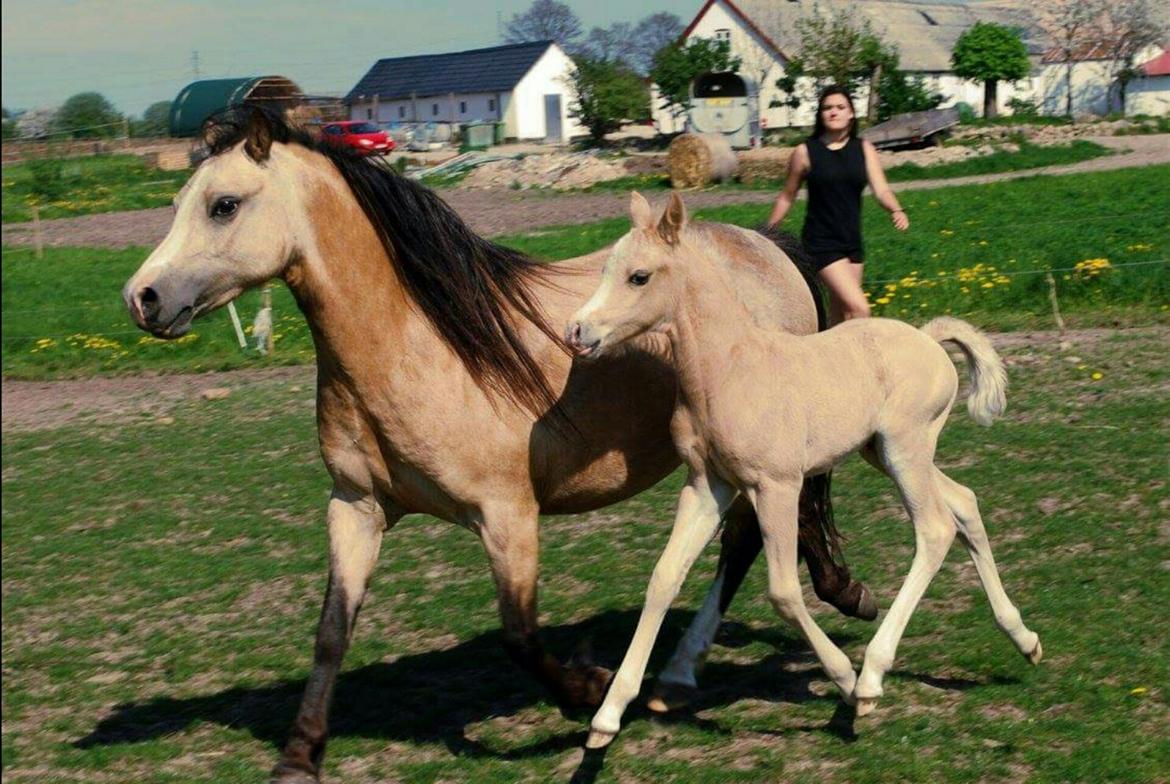 Welsh Partbred (Sec F) Mosedalens Amazing Gold (Gulddreng) billede 5