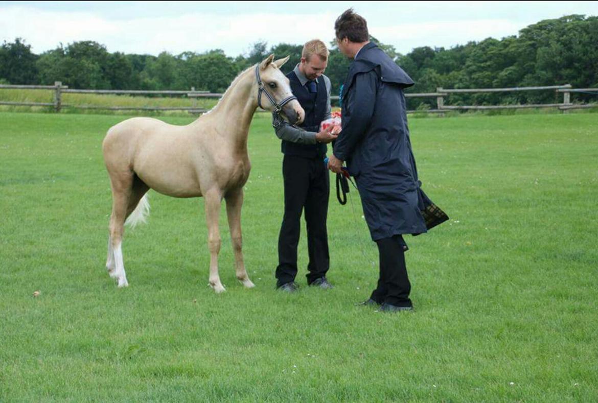 Welsh Partbred (Sec F) Mosedalens Amazing Gold (Gulddreng) billede 4