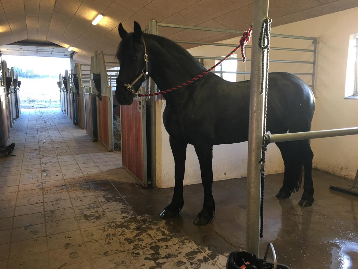 Frieser Yfke V billede 1