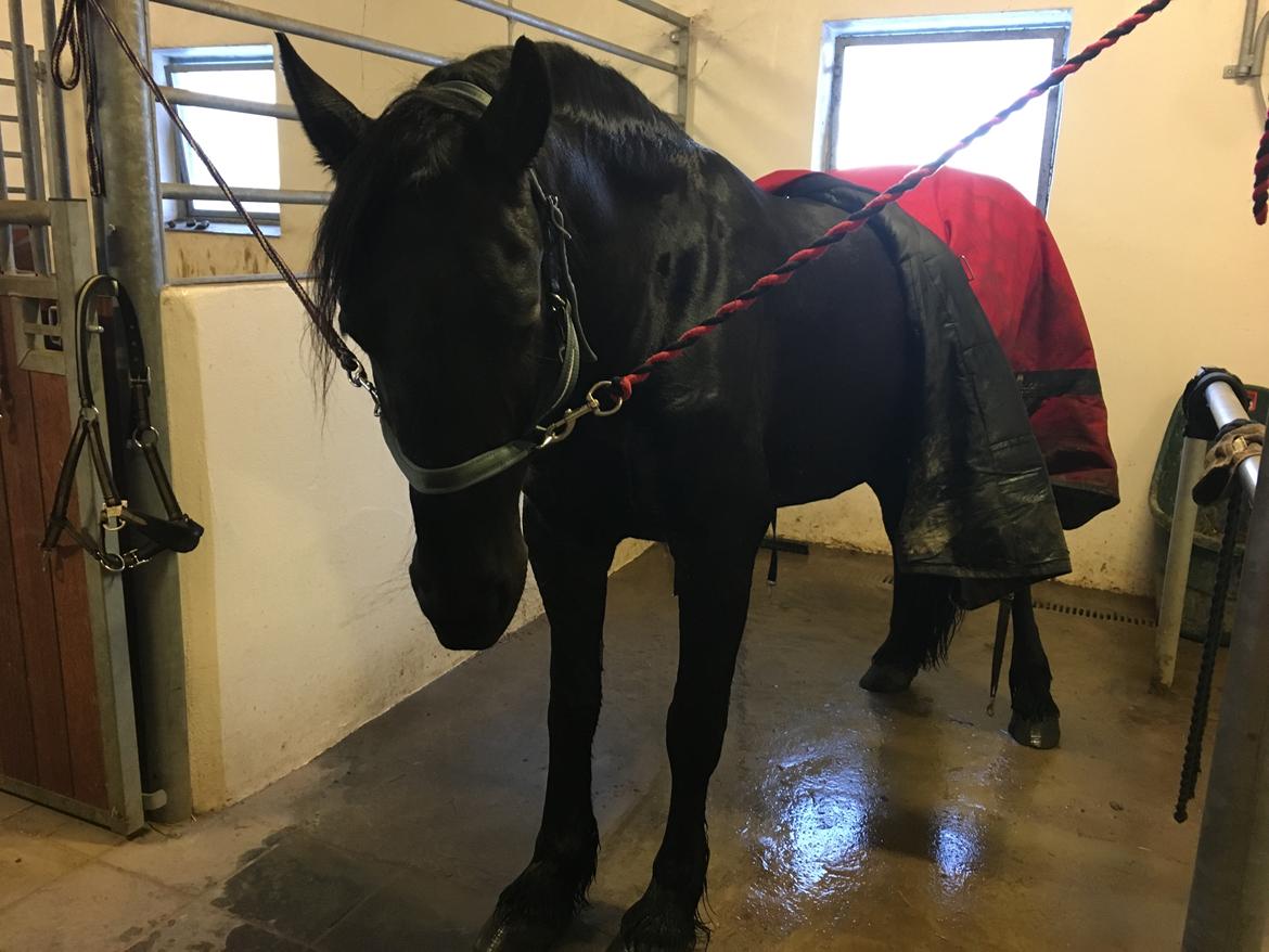 Frieser Yfke V billede 4