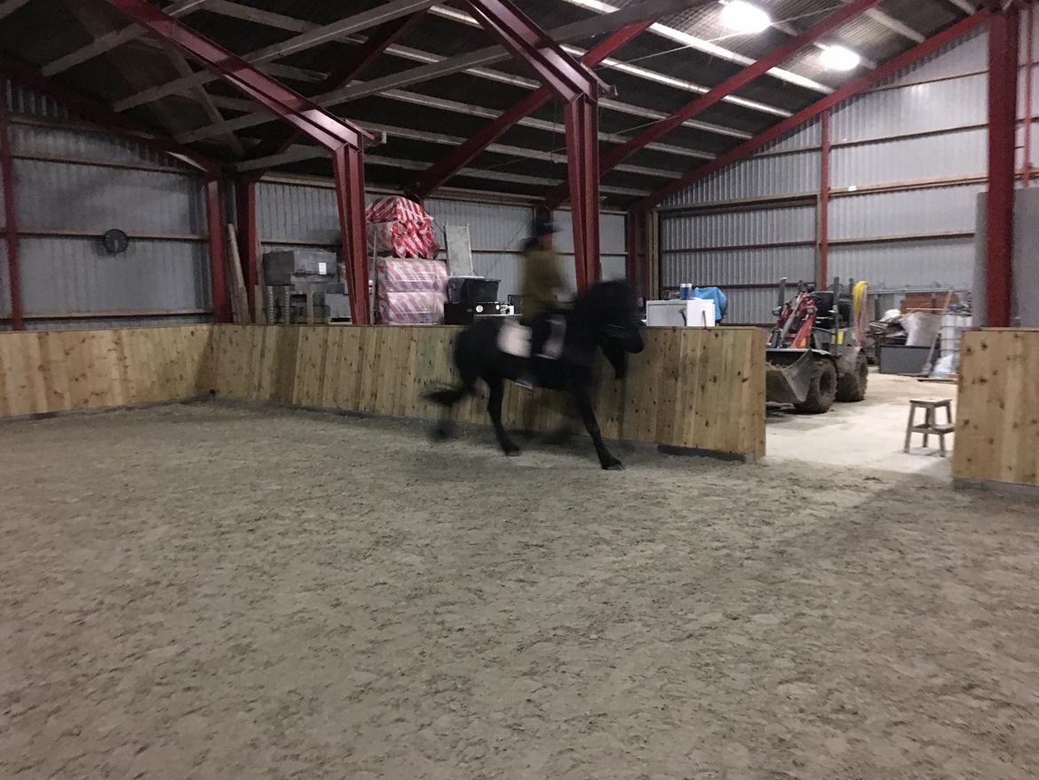 Frieser Yfke V billede 3