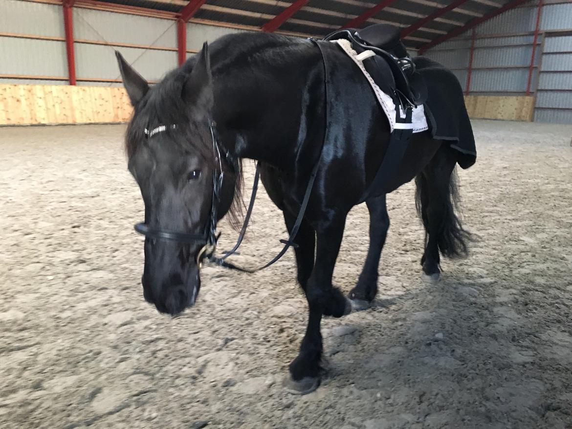 Frieser Yfke V billede 5