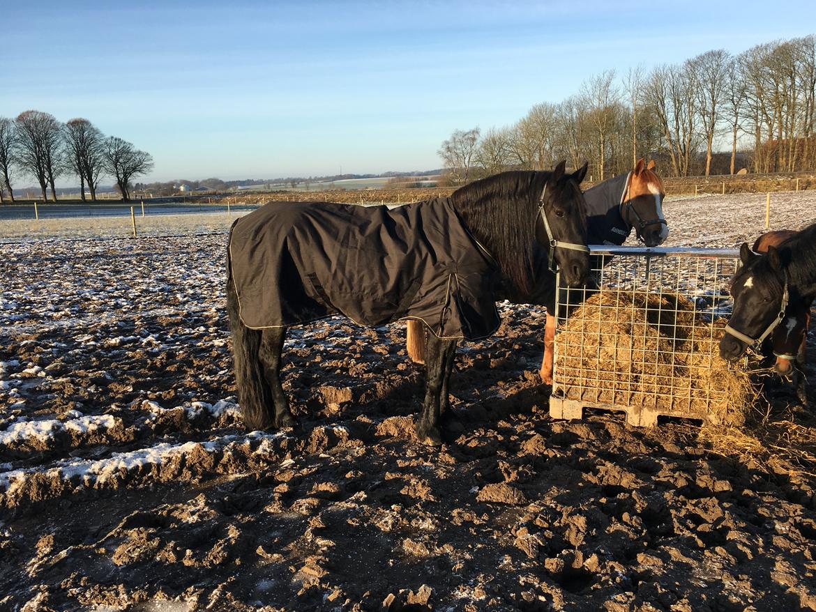 Frieser Yfke V billede 7