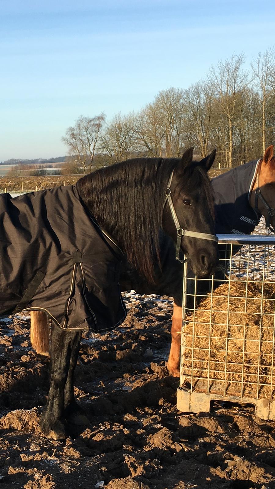 Frieser Yfke V billede 8