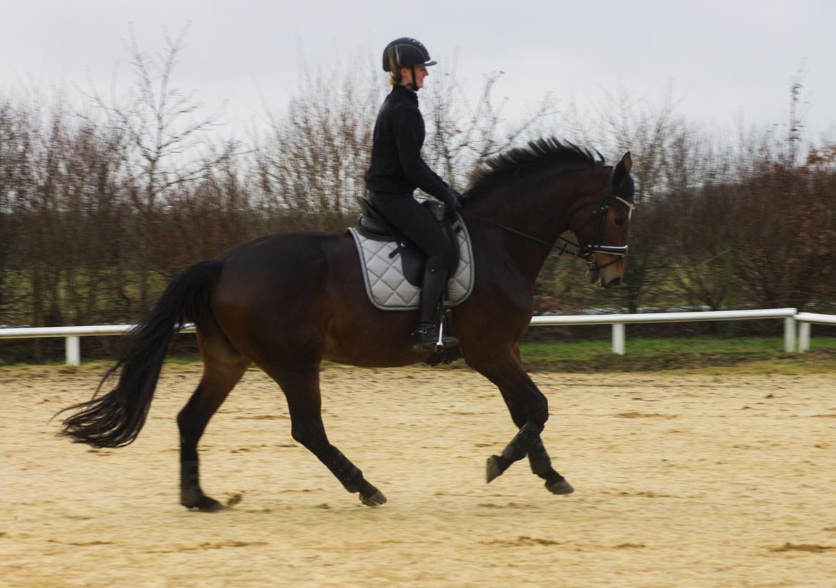 Dansk Varmblod Møgelmosegårds Happy Dancer billede 13
