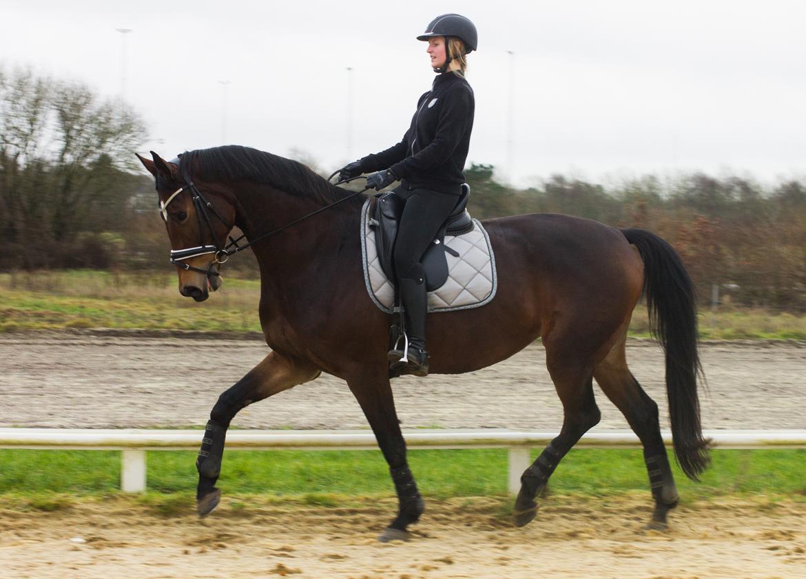 Dansk Varmblod Møgelmosegårds Happy Dancer billede 14