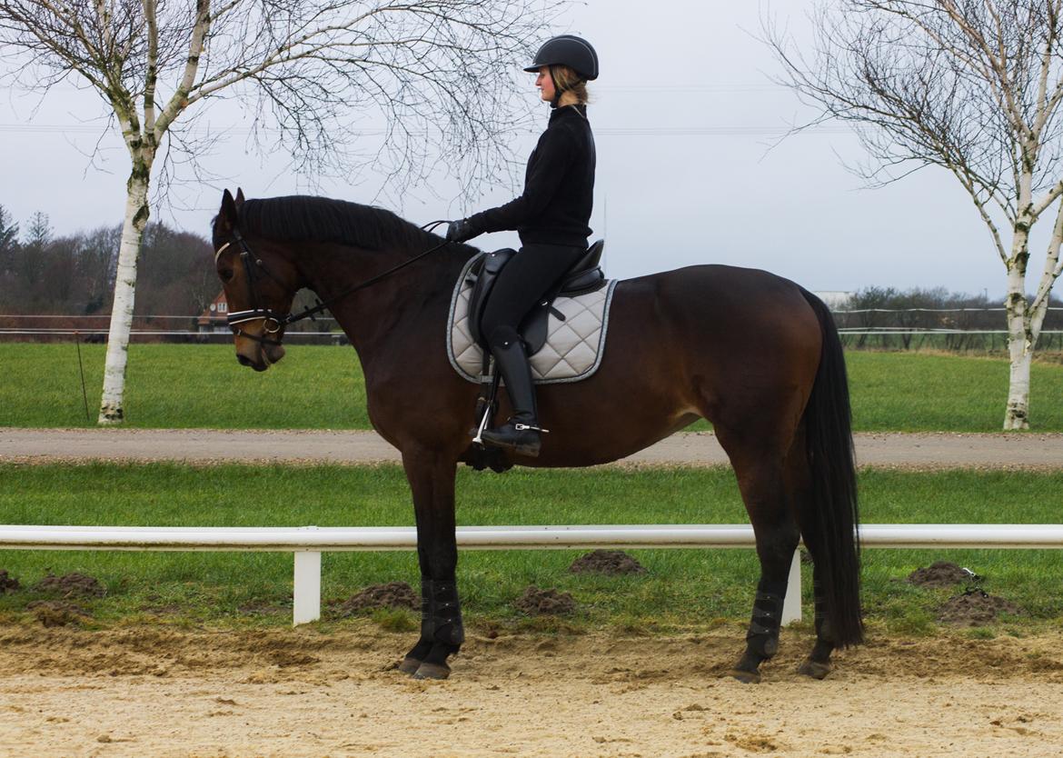 Dansk Varmblod Møgelmosegårds Happy Dancer billede 15