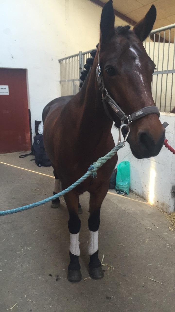 Connemara Medina billede 2