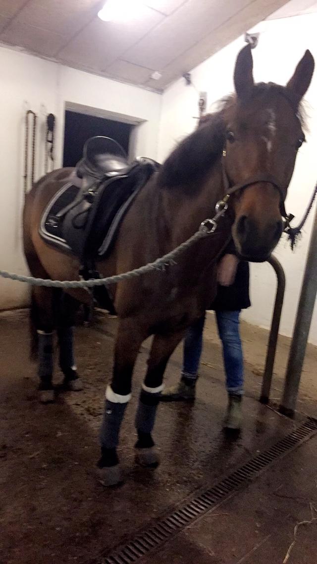 Connemara Medina billede 3