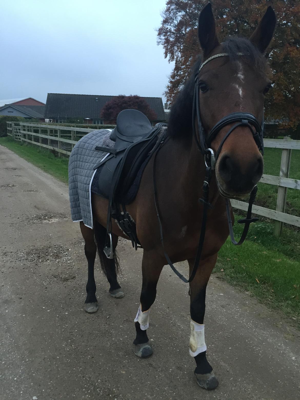 Connemara Medina billede 4